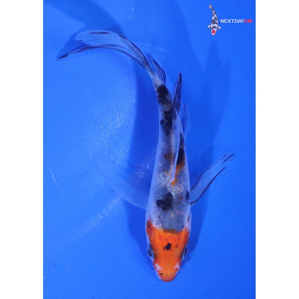 4” Imported Sanke Butterfly Koi