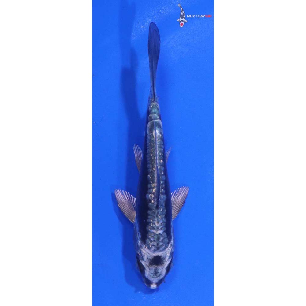 4” Imported Kikokuryu
