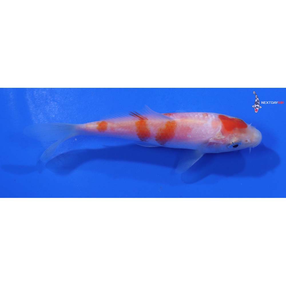 4” Imported Kohaku