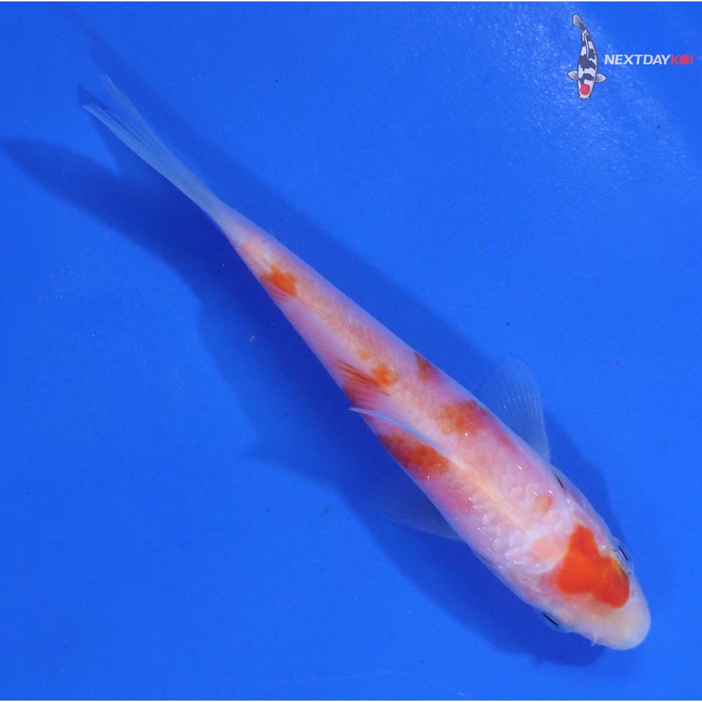 4” Imported Kohaku
