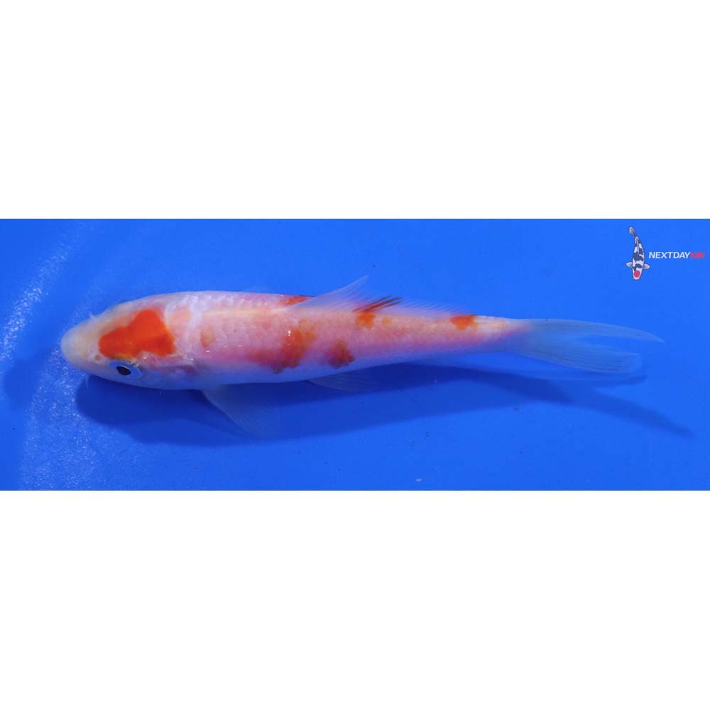 4” Imported Kohaku