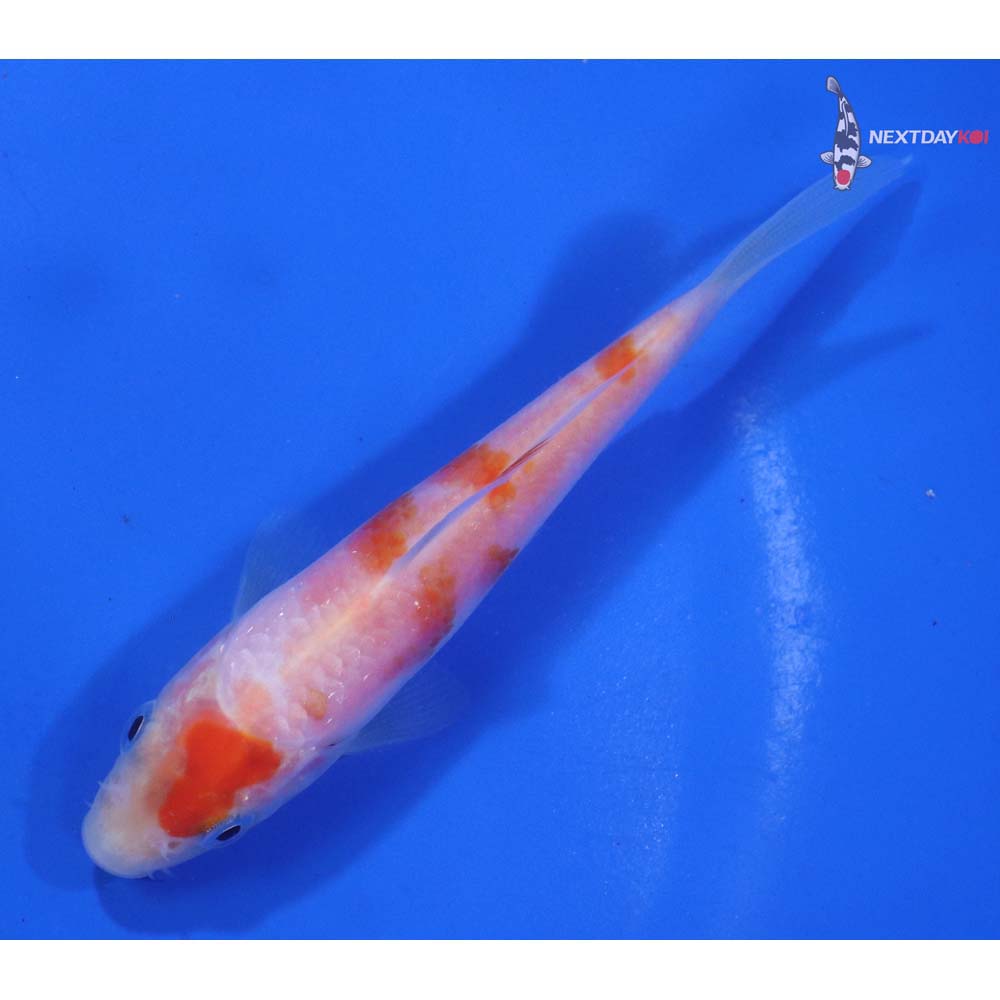 4” Imported Kohaku