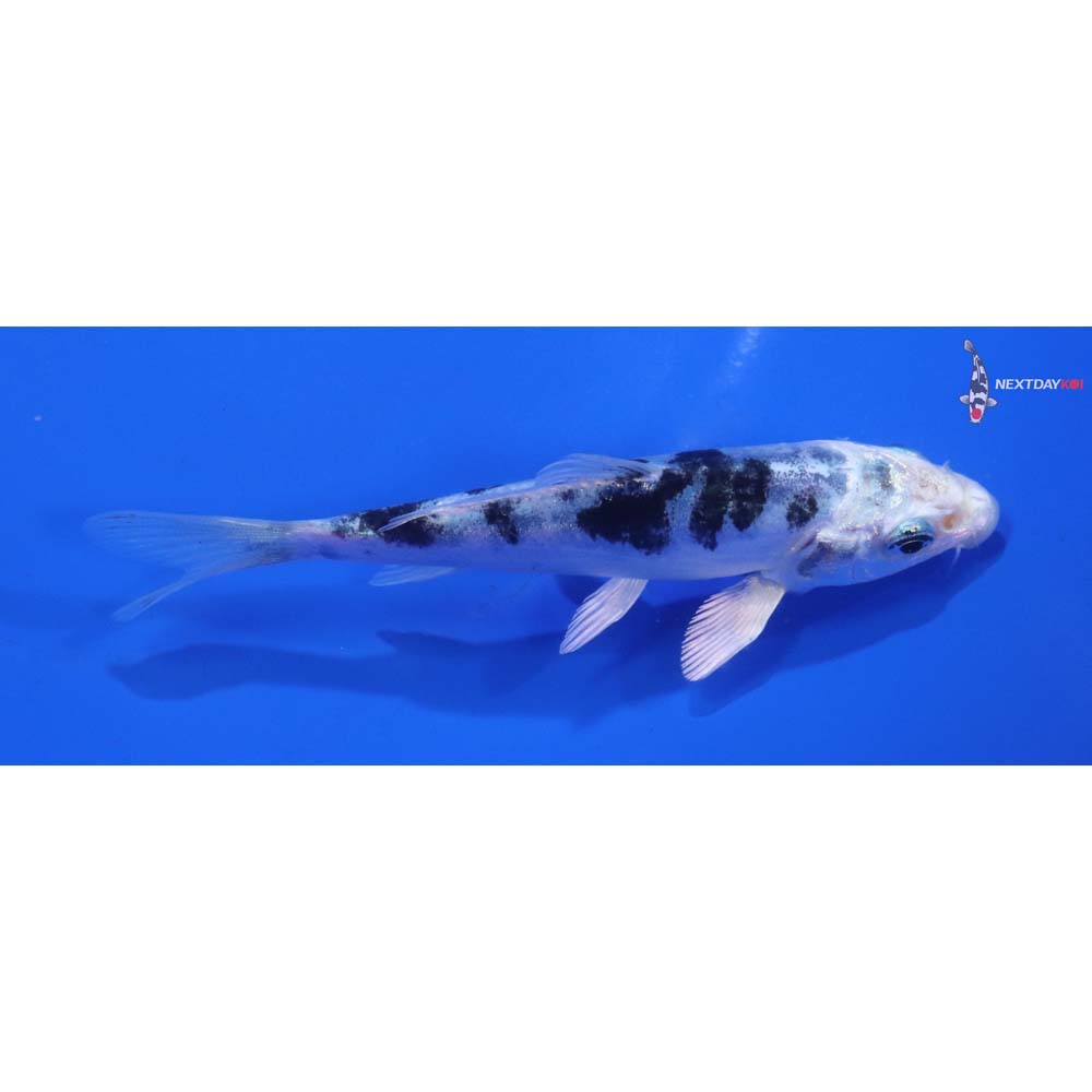 4” Imported Doitsu Gin Shiro Bekko