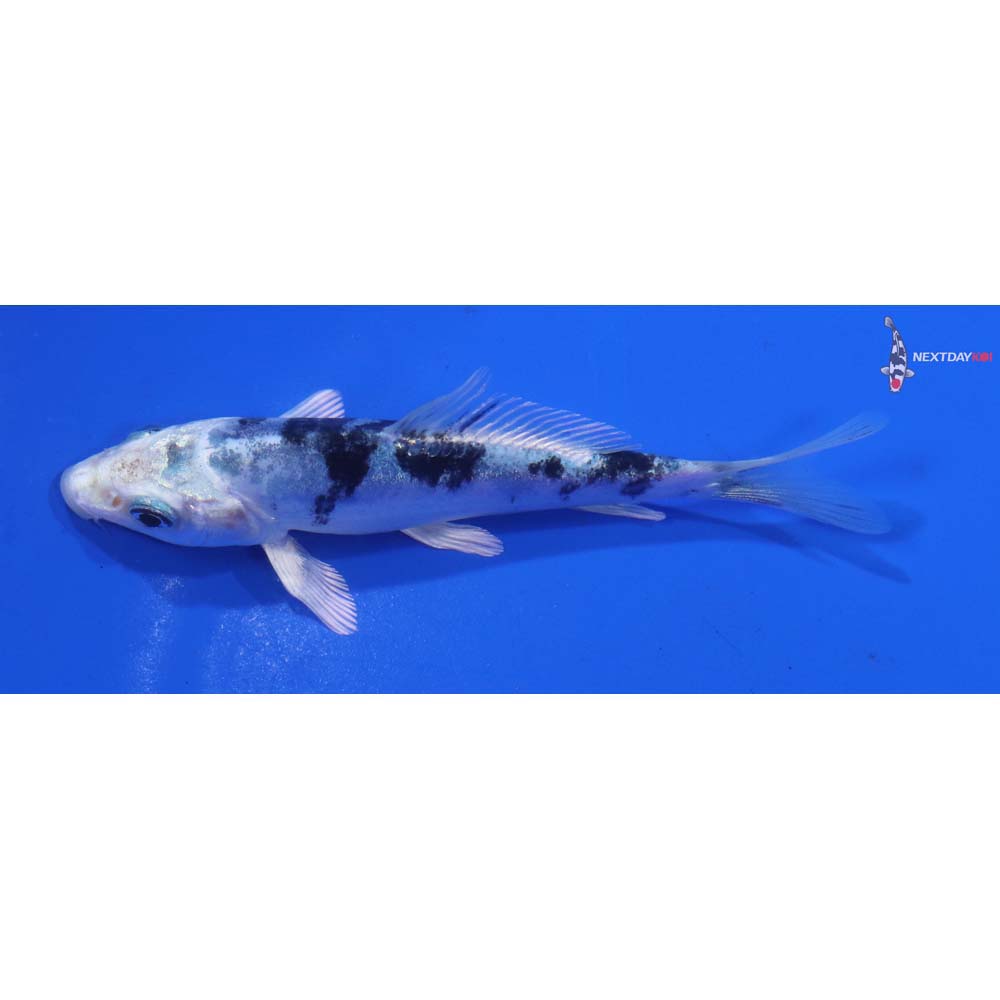 4” Imported Doitsu Gin Shiro Bekko