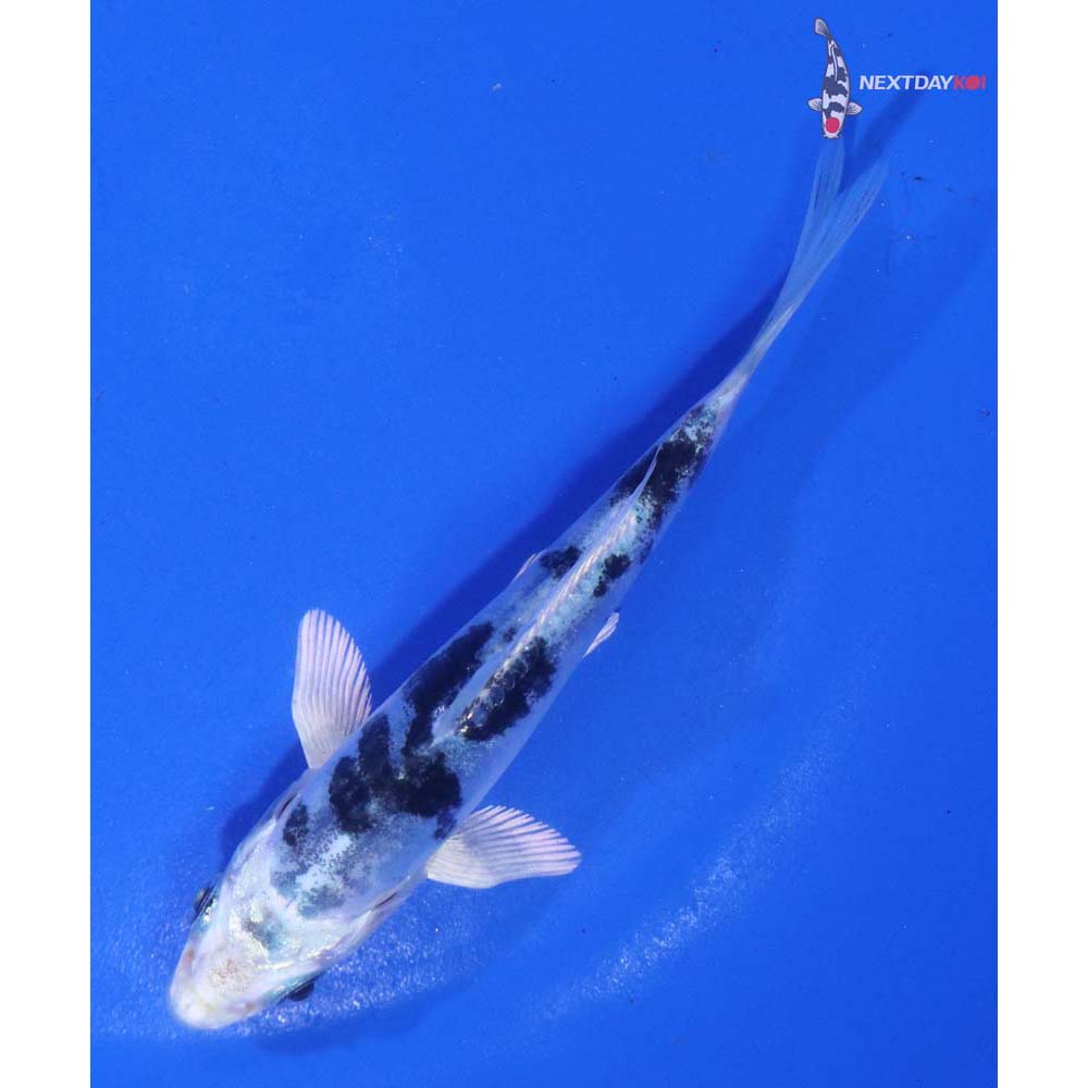 4” Imported Doitsu Gin Shiro Bekko