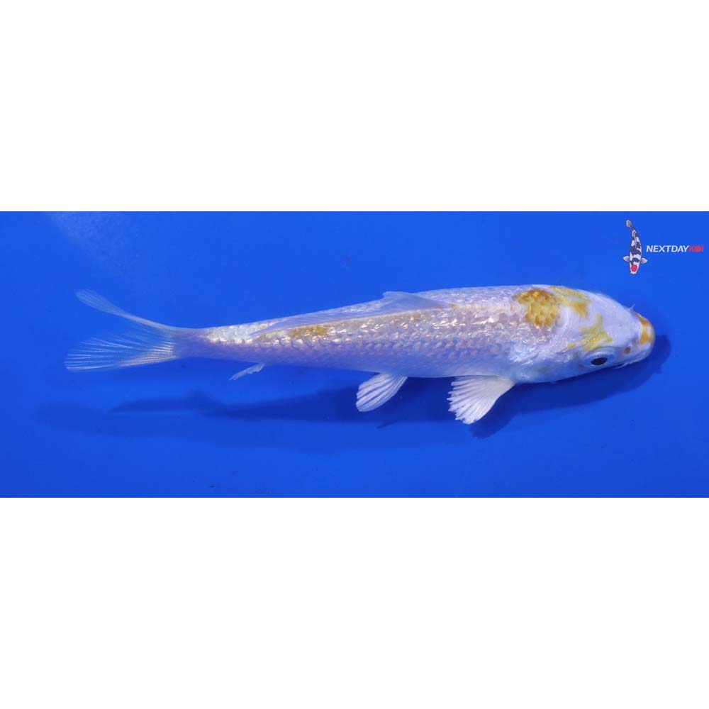 4” Imported Gin Rin Lemon Hariwake