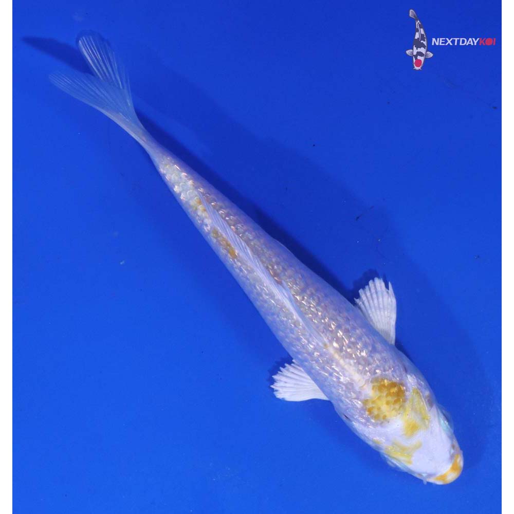 4” Imported Gin Rin Lemon Hariwake