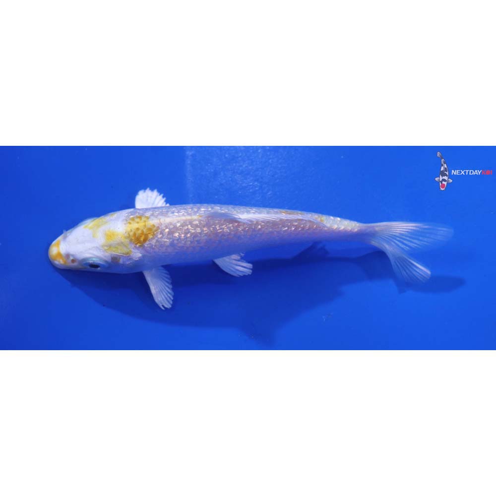 4” Imported Gin Rin Lemon Hariwake