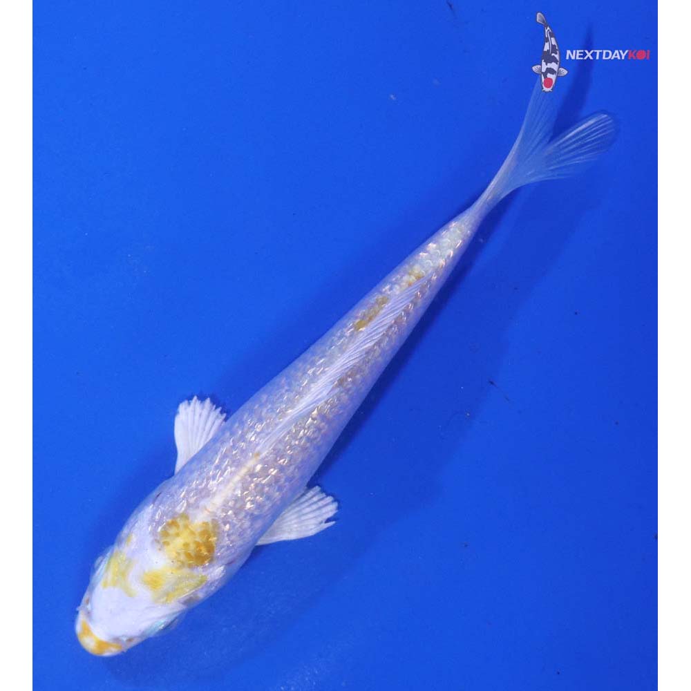 4” Imported Gin Rin Lemon Hariwake