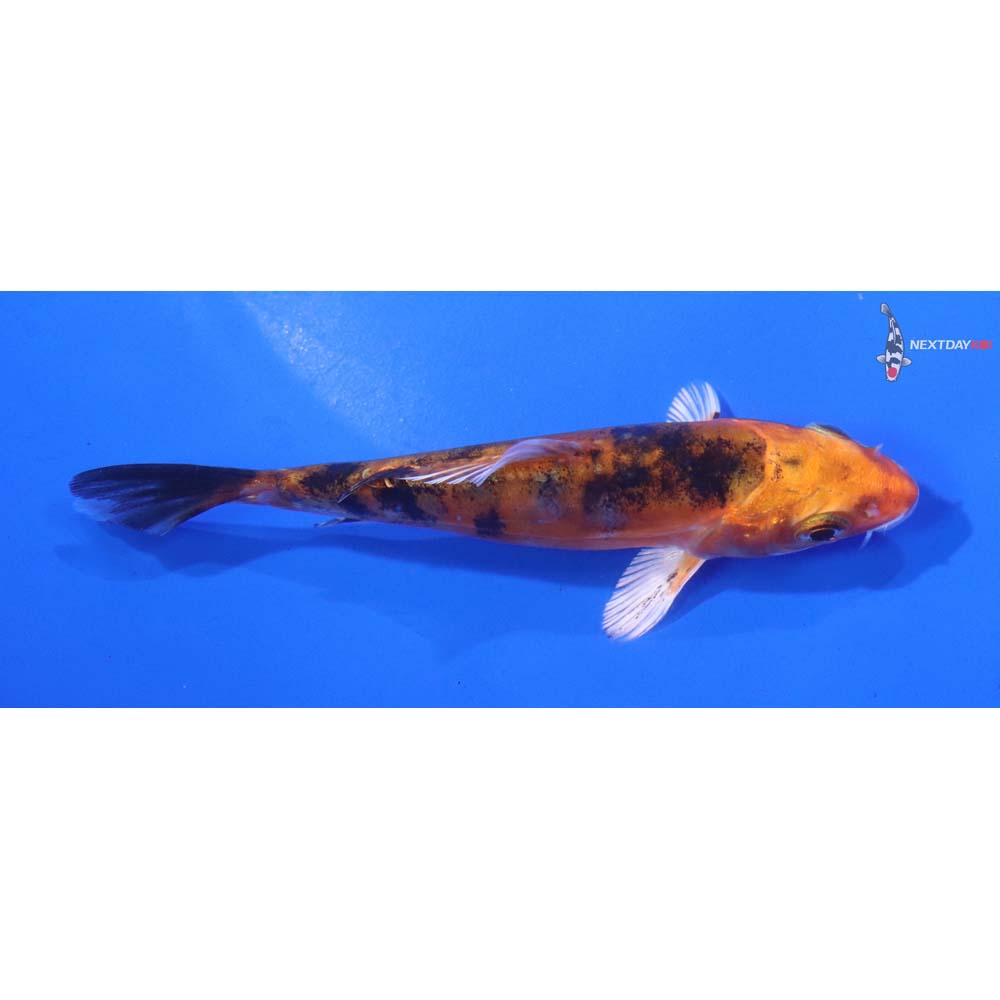 4” Imported Heisei Nishiki