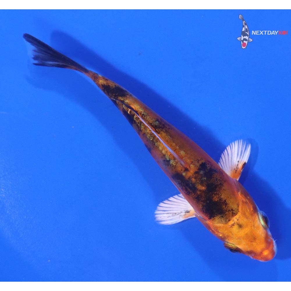 4” Imported Heisei Nishiki
