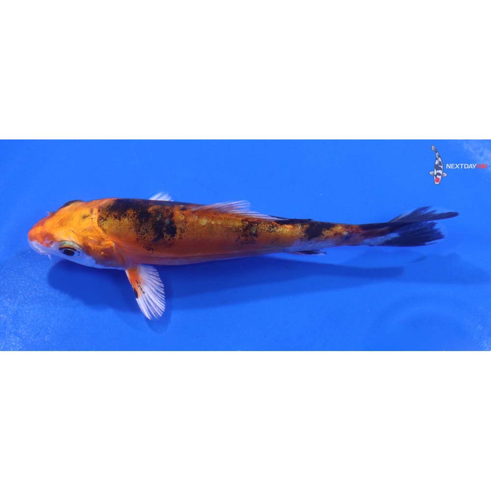 4” Imported Heisei Nishiki
