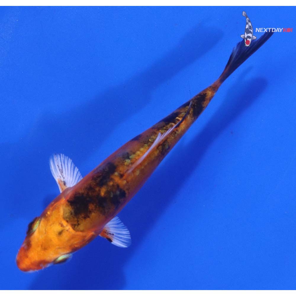 4” Imported Heisei Nishiki