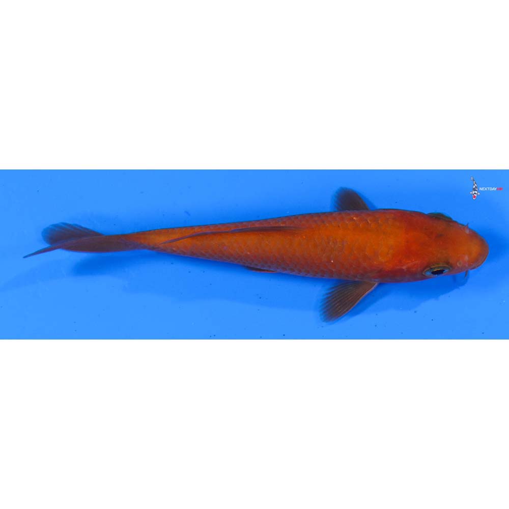 3.5” Imported Chagoi