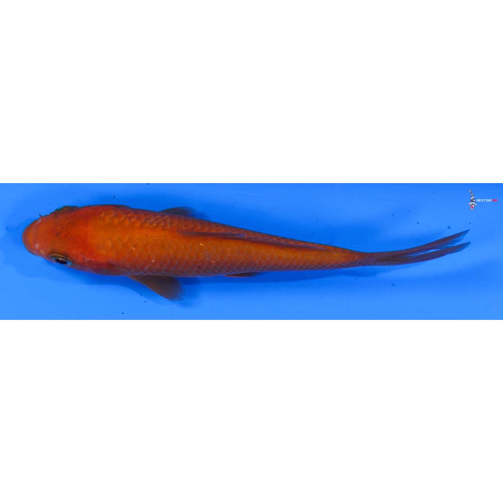 3.5” Imported Chagoi