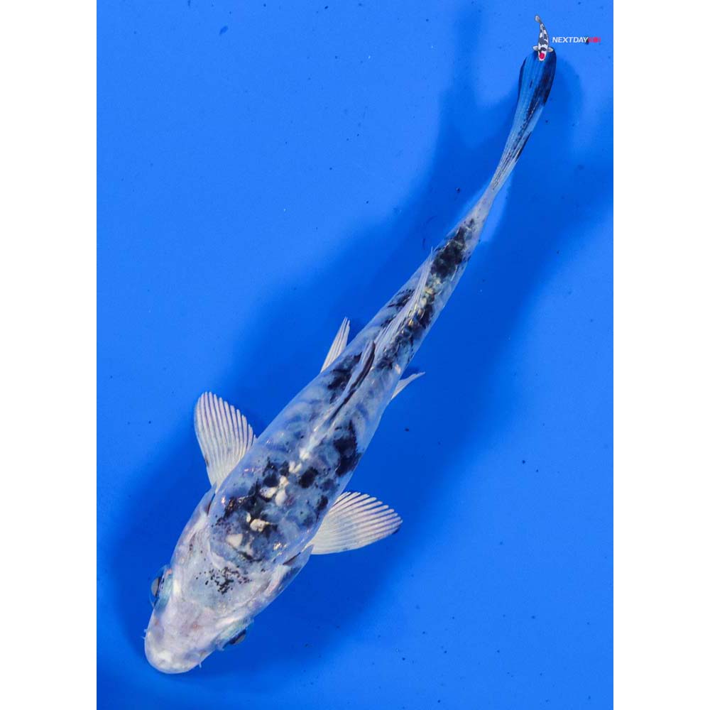3.5” Imported Armor Scaled Shiro Bekko
