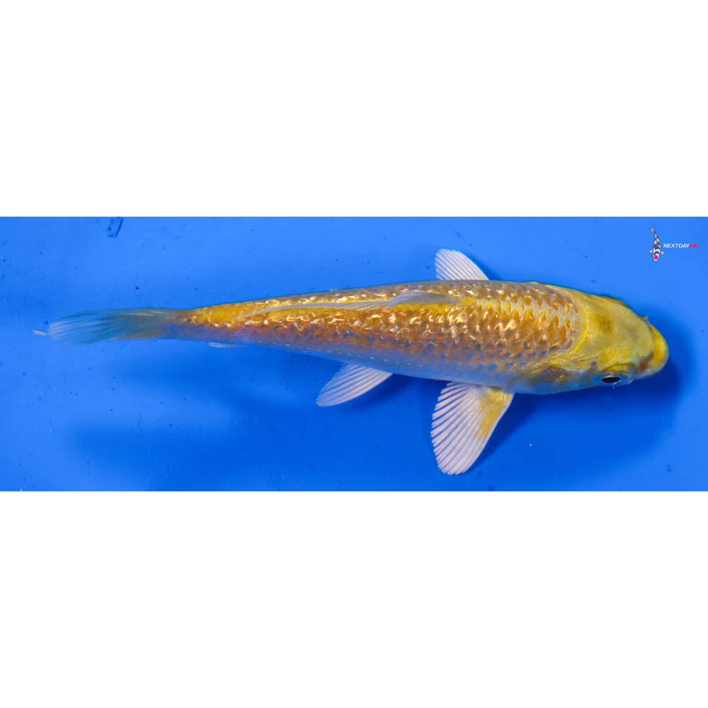4” Imported Gin Rin Yamabuki Ogon