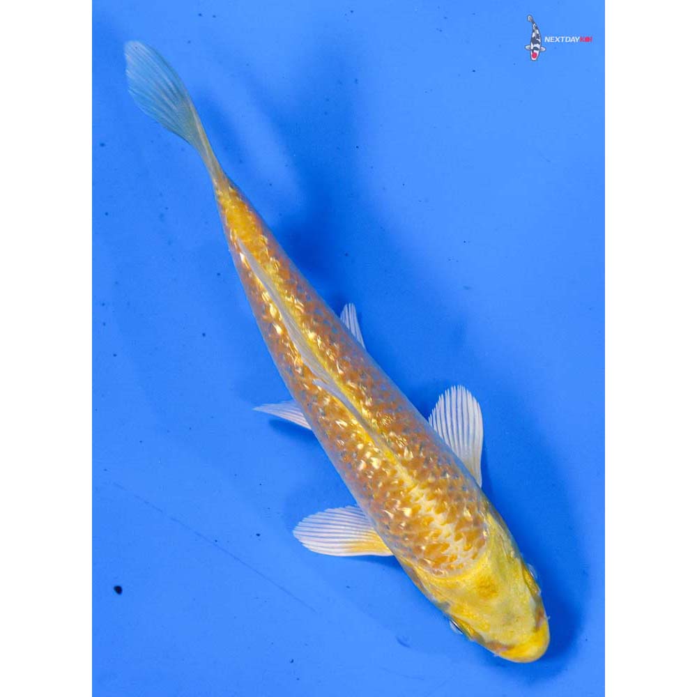 4” Imported Gin Rin Yamabuki Ogon