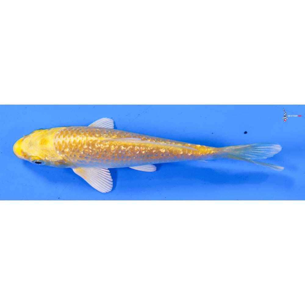 4” Imported Gin Rin Yamabuki Ogon