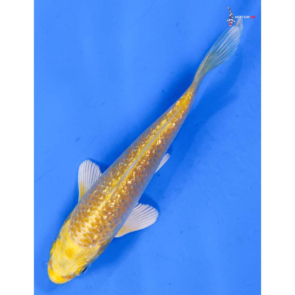 4” Imported Gin Rin Yamabuki Ogon