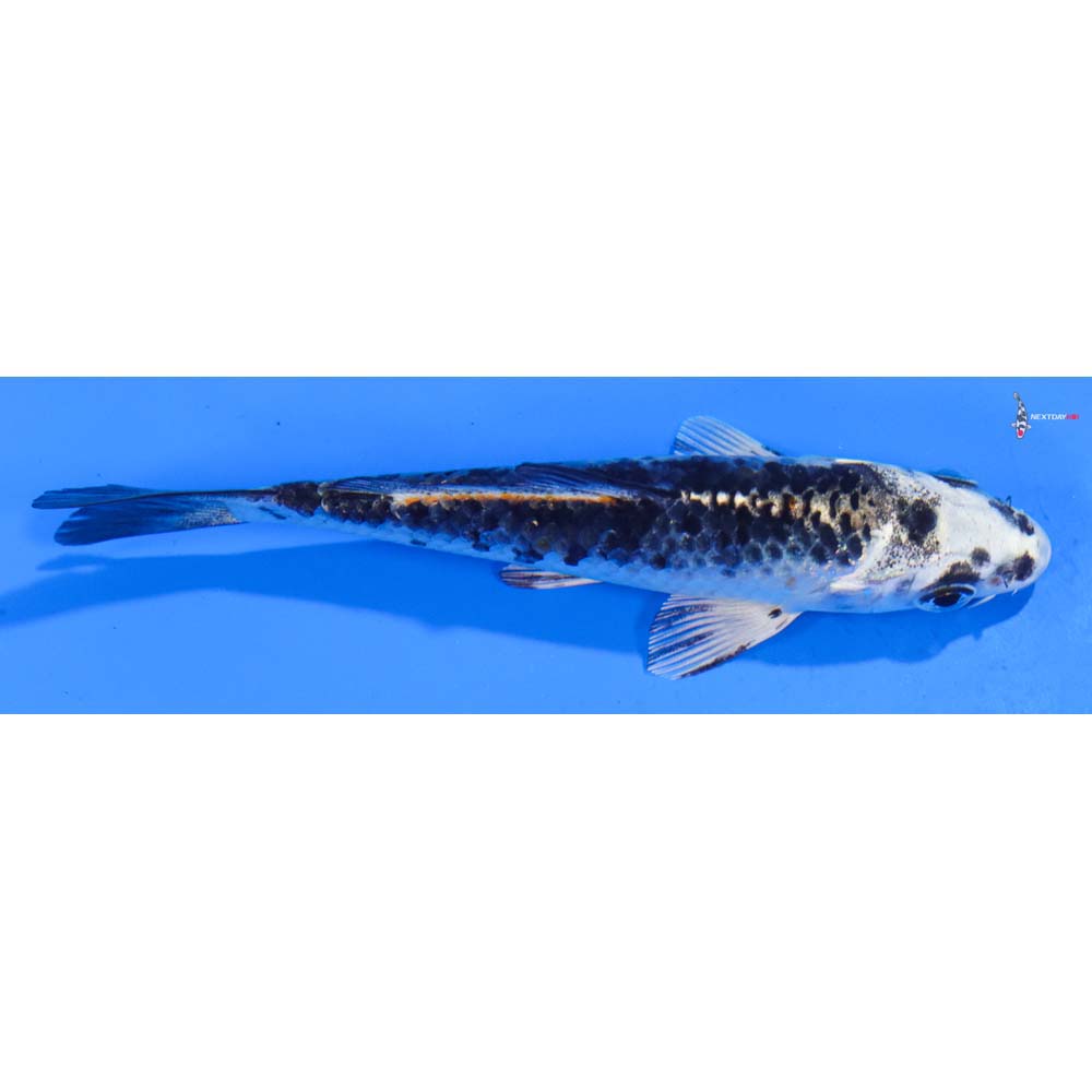 4” Imported Gin Matsuba