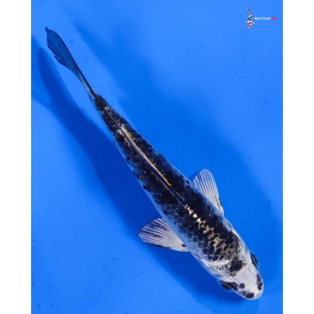4” Imported Gin Matsuba