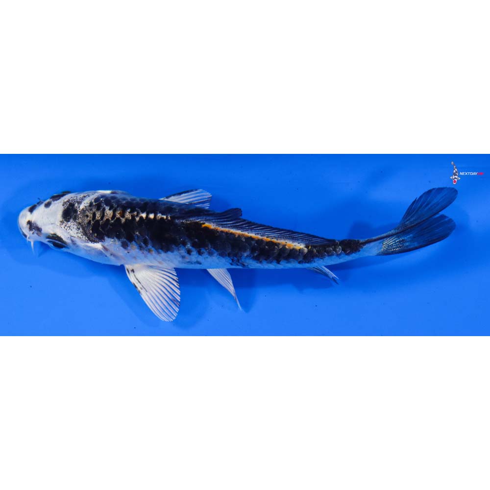 4” Imported Gin Matsuba