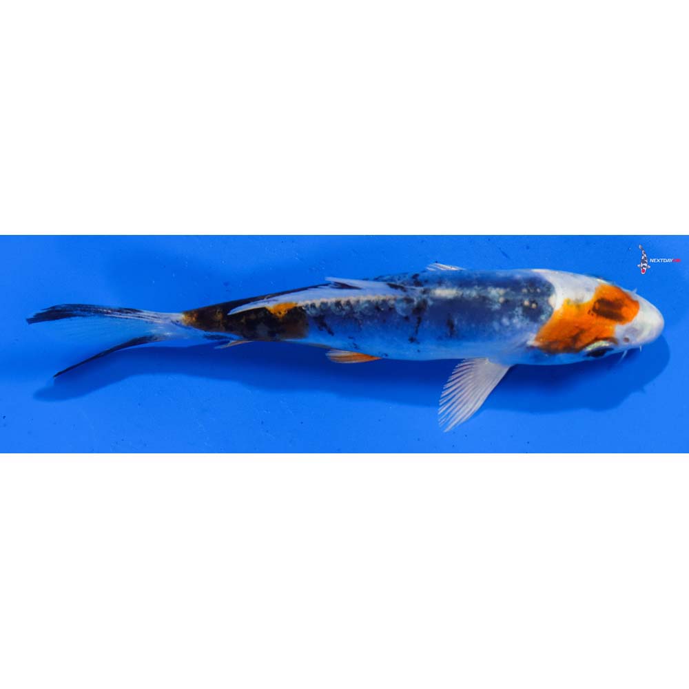 4.5” Imported Heisei Nishiki
