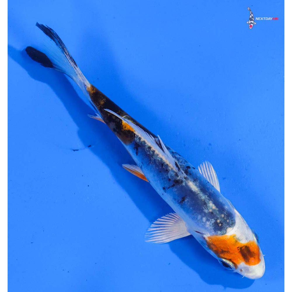 4.5” Imported Heisei Nishiki