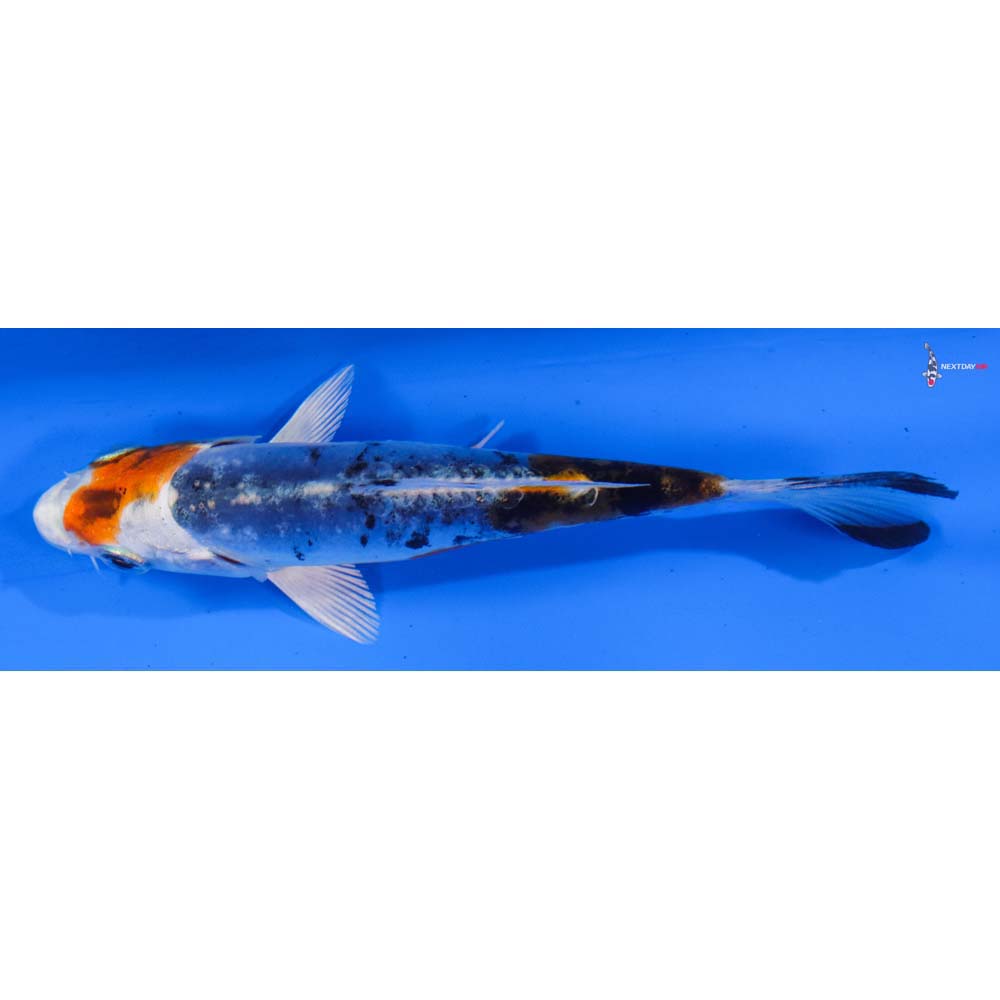 4.5” Imported Heisei Nishiki