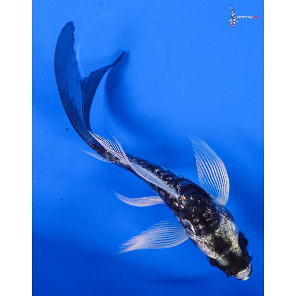3.5” Imported Gin Rin Kikokuryu Butterfly Koi