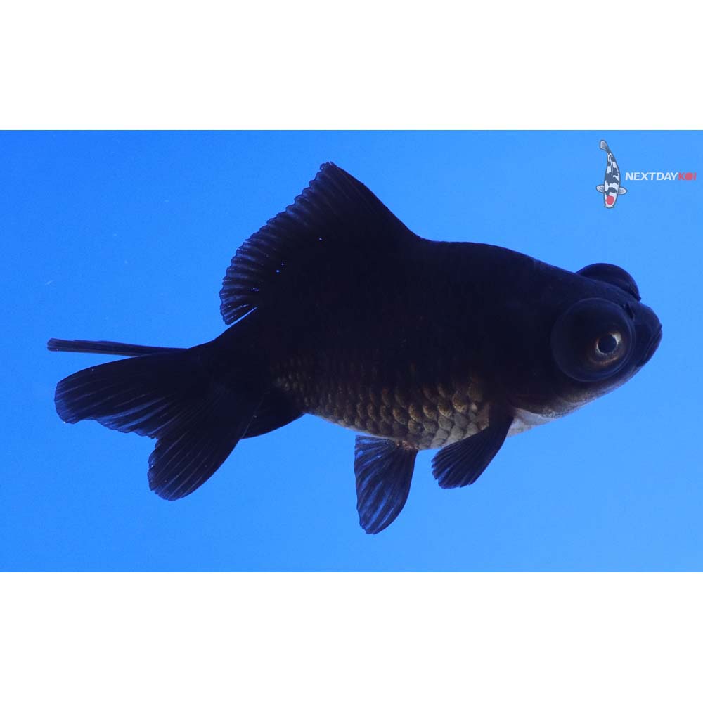 3” Imported Black Telescope Fantail