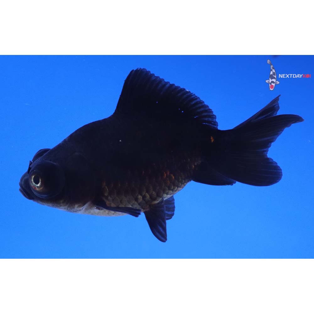 3” Imported Black Telescope Fantail