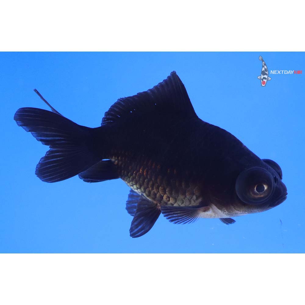 3” Imported Black Telescope Fantail
