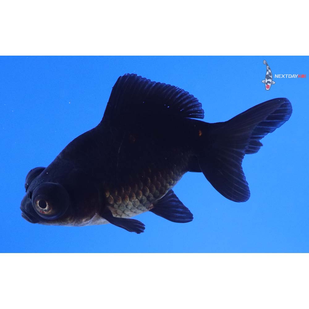 3” Imported Black Telescope Fantail