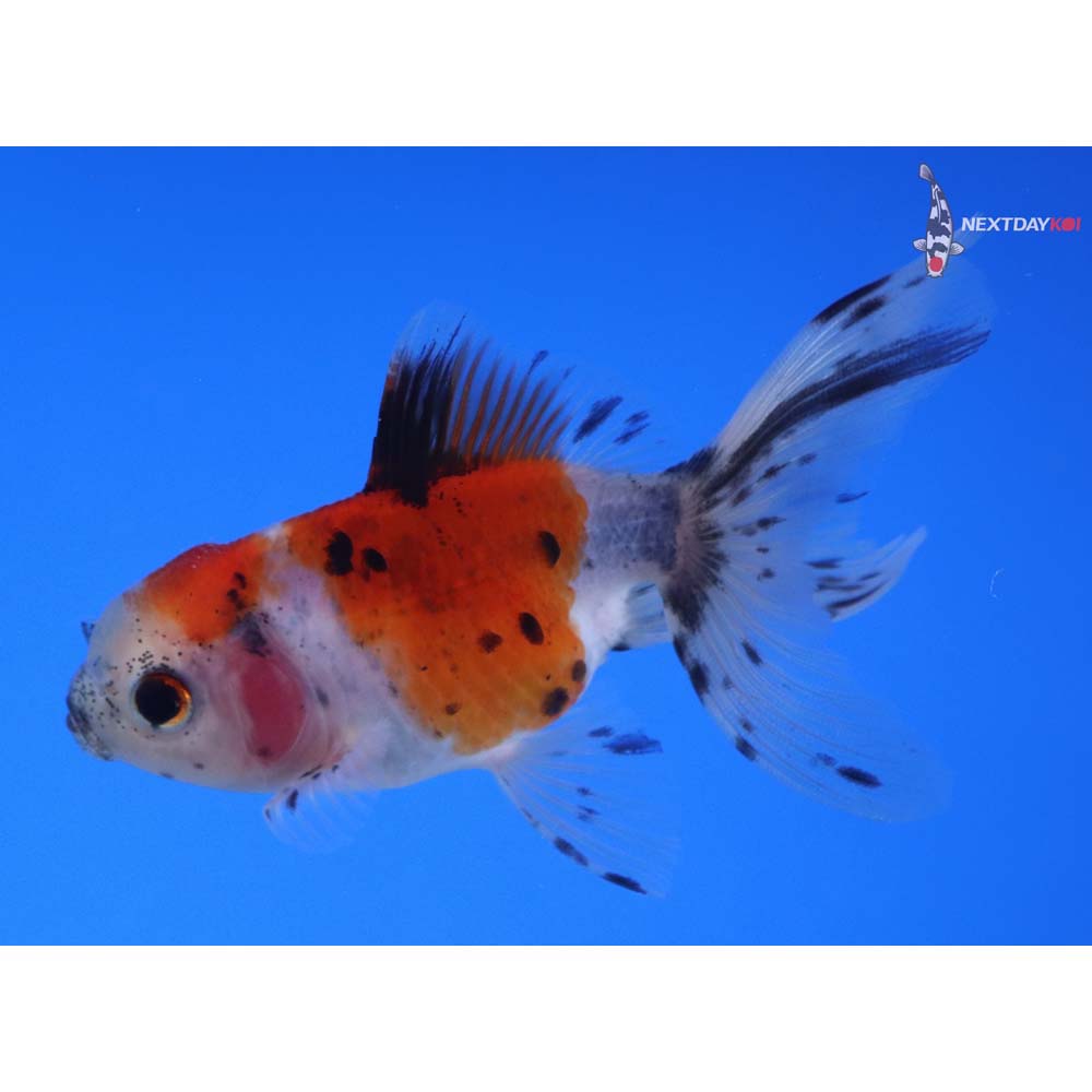 3.5” Imported Calico Oranda