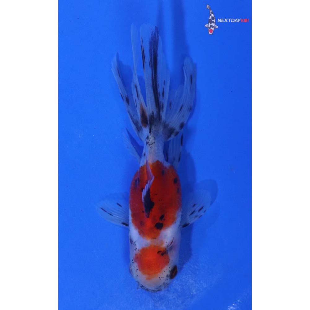 3.5” Imported Calico Oranda