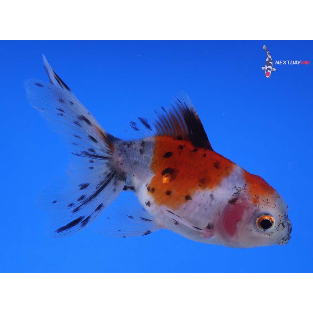 3.5” Imported Calico Oranda