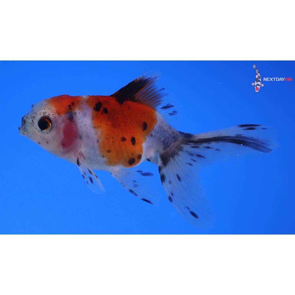 3.5” Imported Calico Oranda