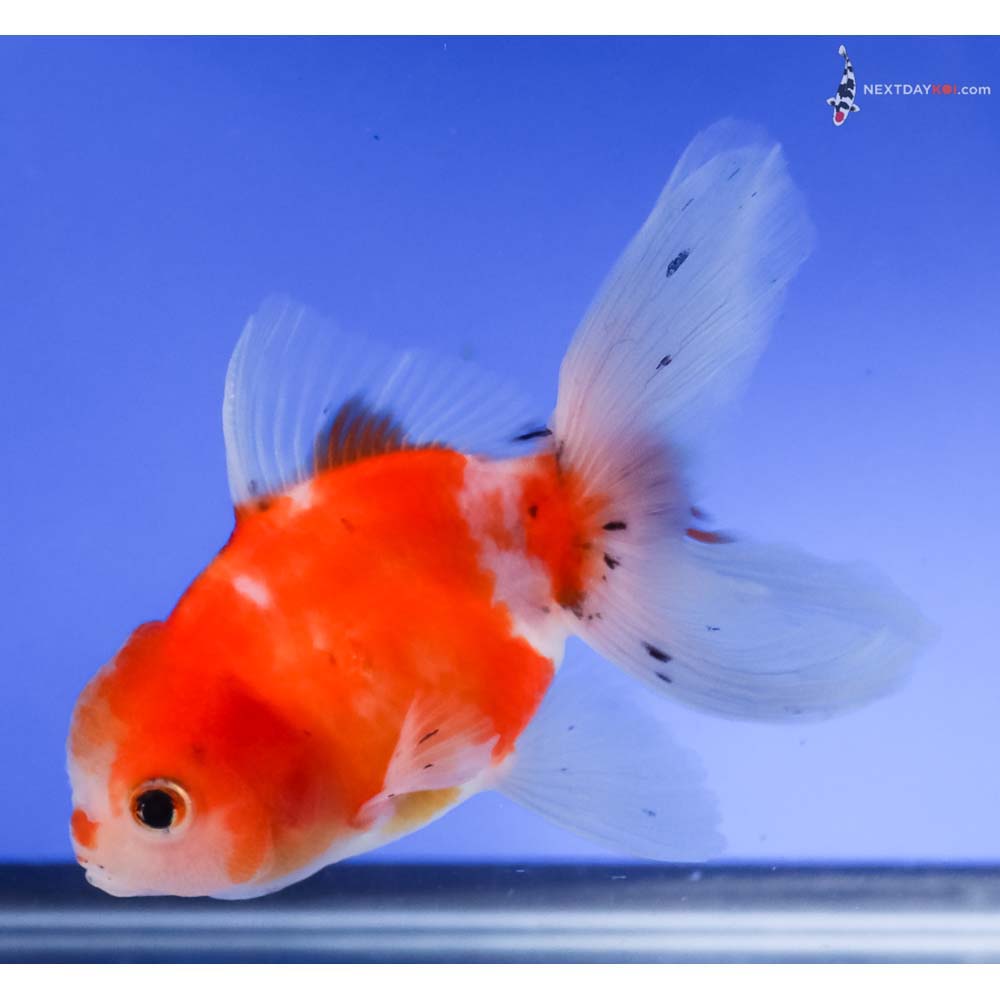 4” Imported Red and White Oranda
