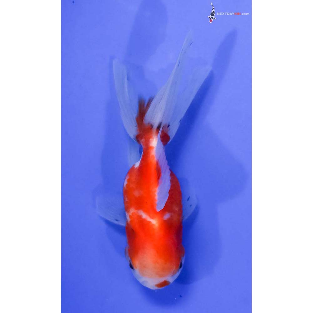 4” Imported Red and White Oranda