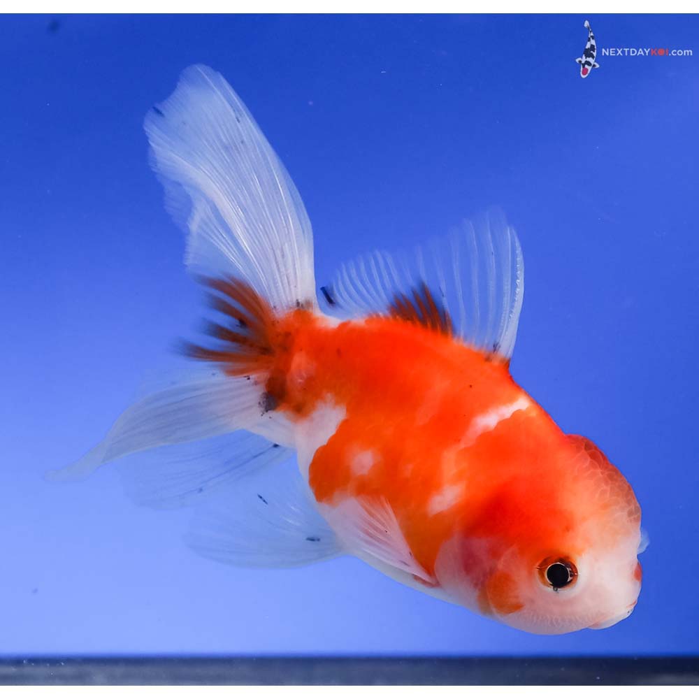 4” Imported Red and White Oranda