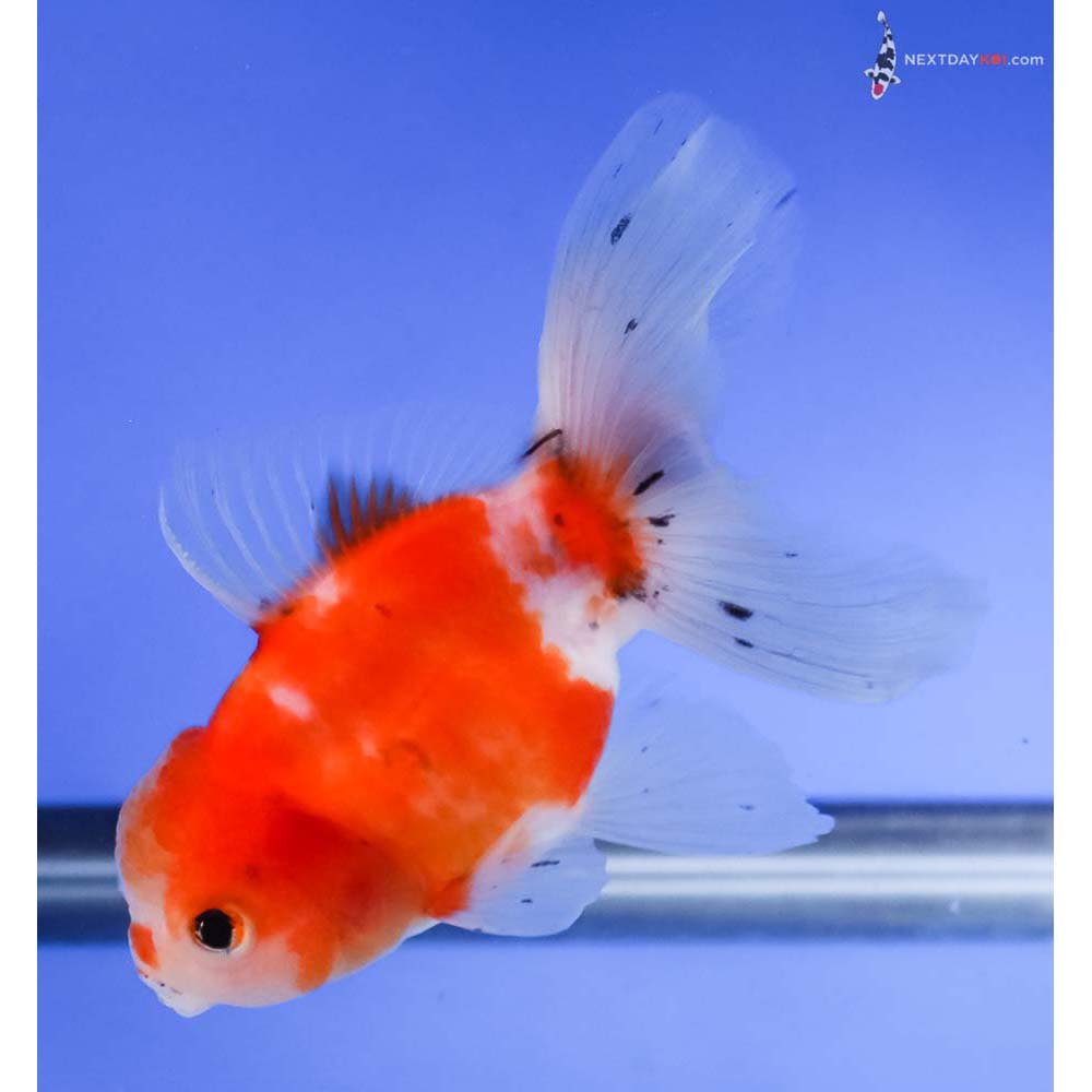 4” Imported Red and White Oranda