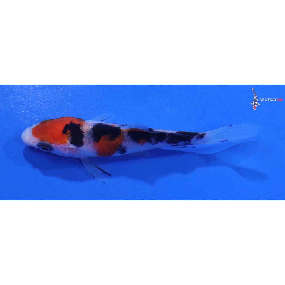 3” Imported Sanke