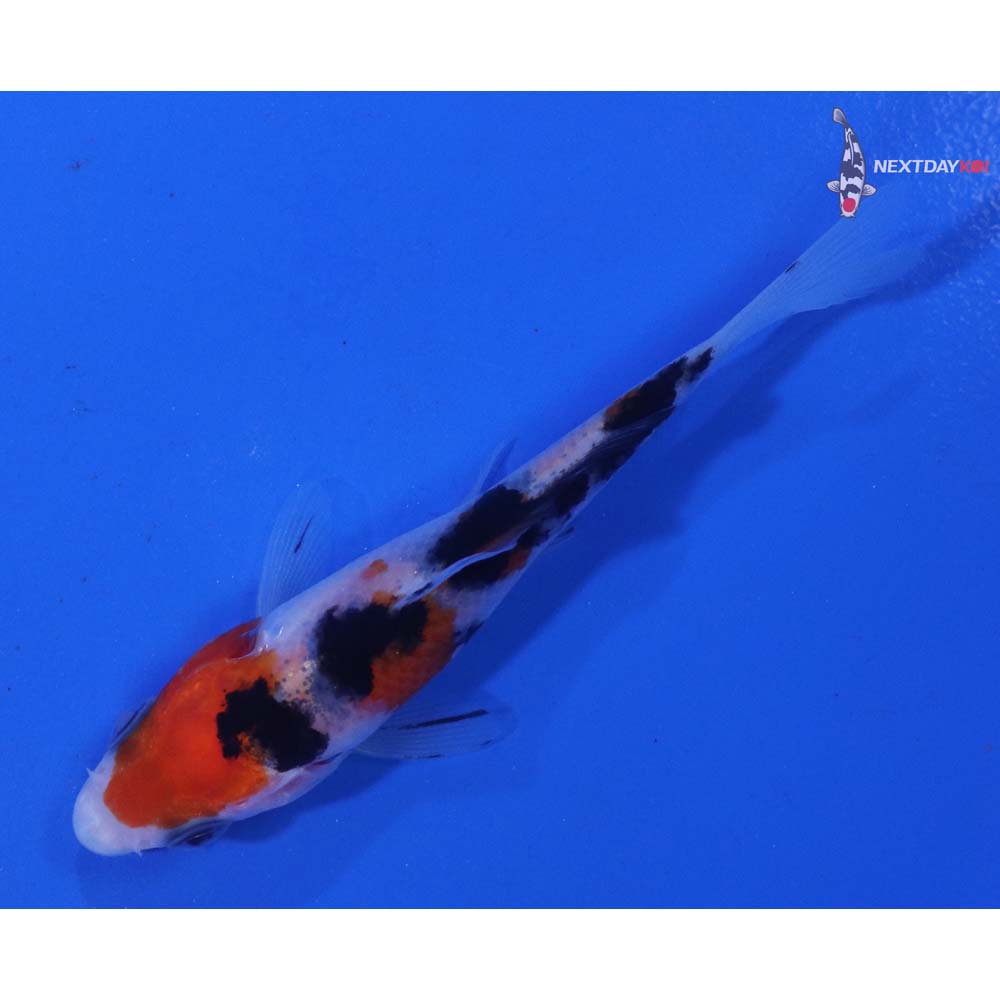 3” Imported Sanke