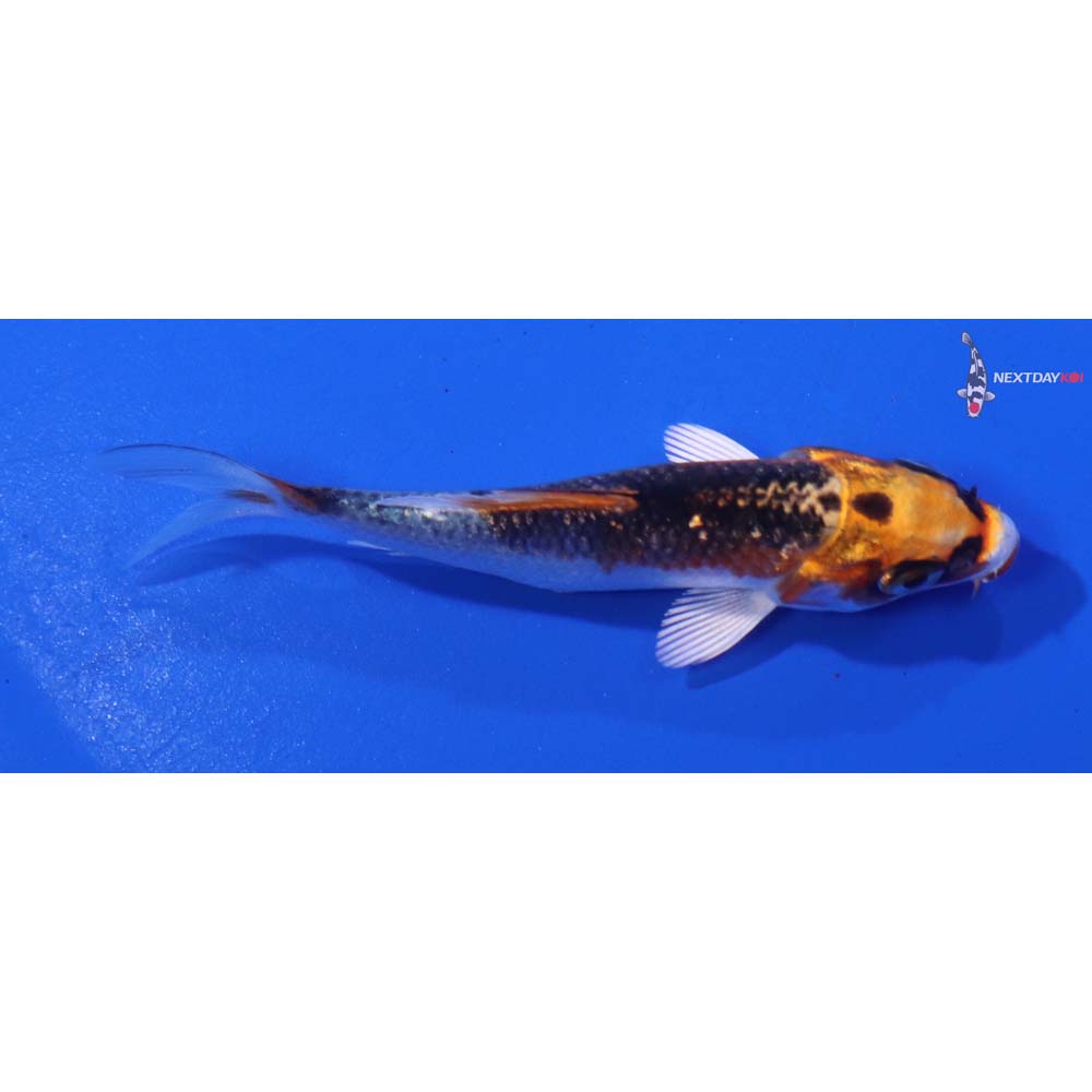 3” Imported Kujaku