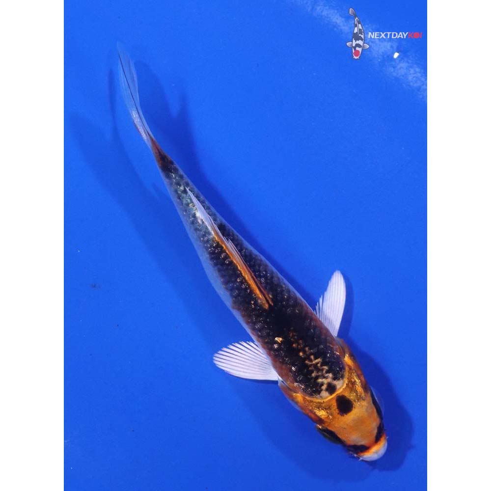 3” Imported Kujaku