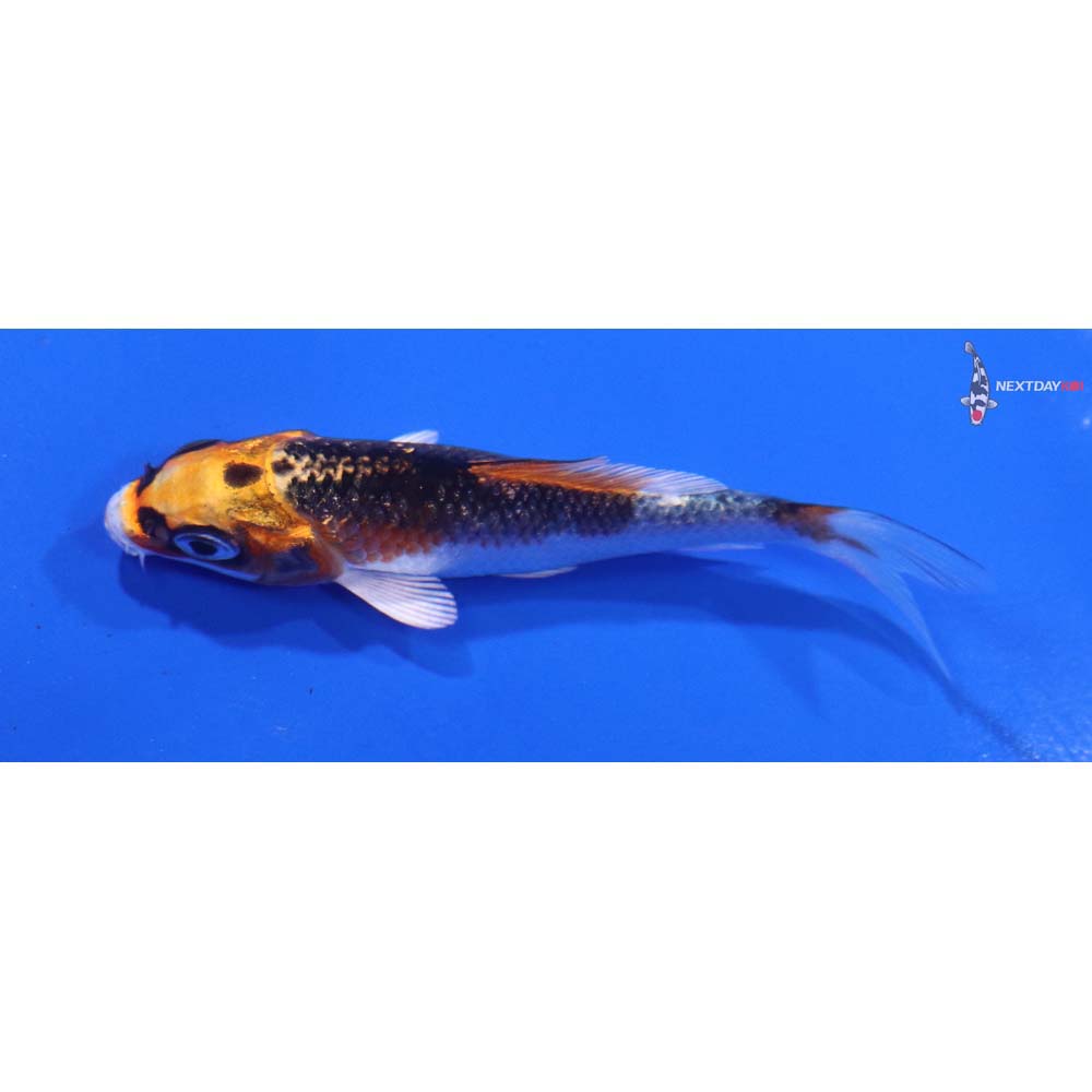 3” Imported Kujaku