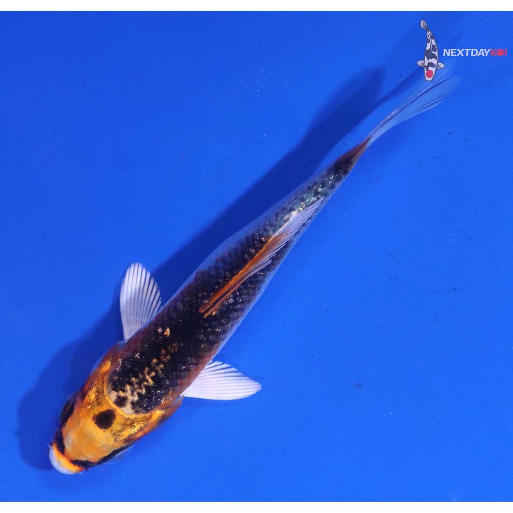 3” Imported Kujaku