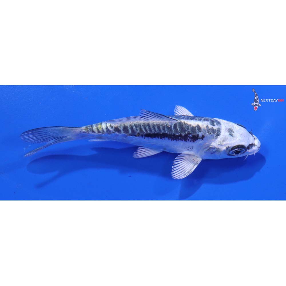 3.5” Imported Kikokuryu